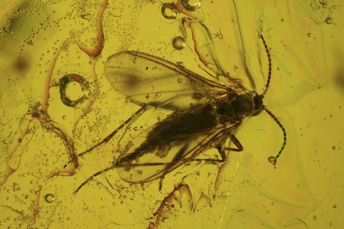 Two Fossil Flies (Diptera) In Baltic Amber #84593